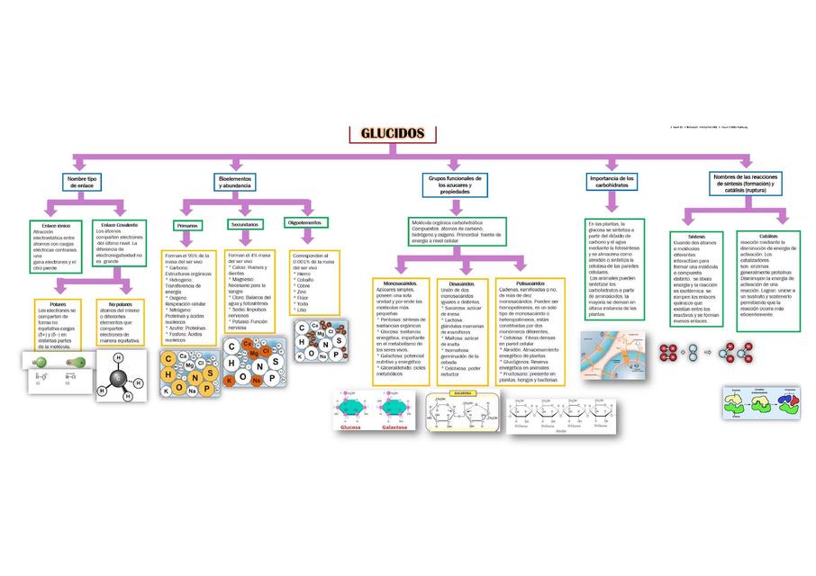 Mapa conceptual glúcidos