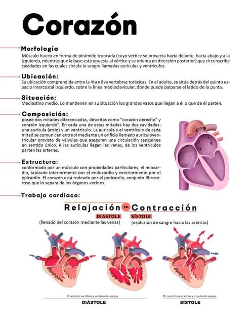 Configuración Externa del Corazón