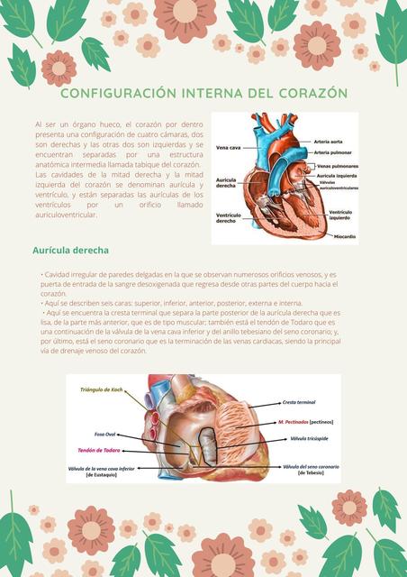 Configuración Interna del Corazón