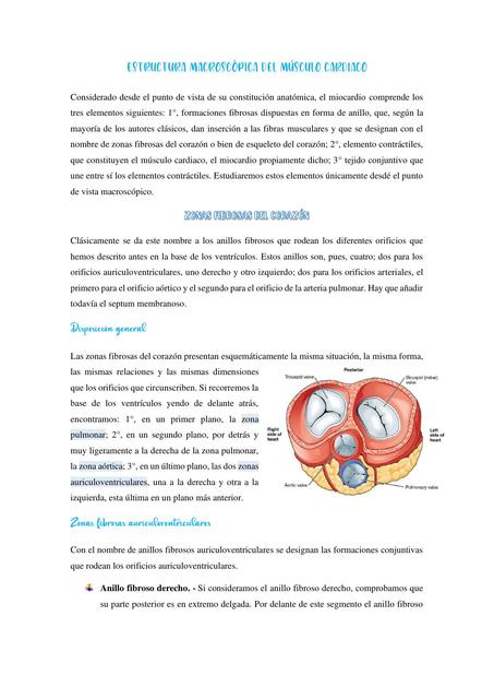 Estructura Macroscópica del Corazón