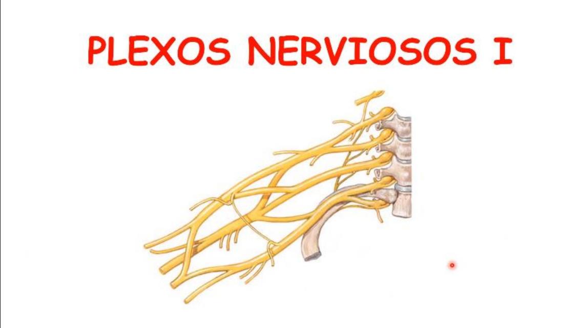 Plexos Nerviosos