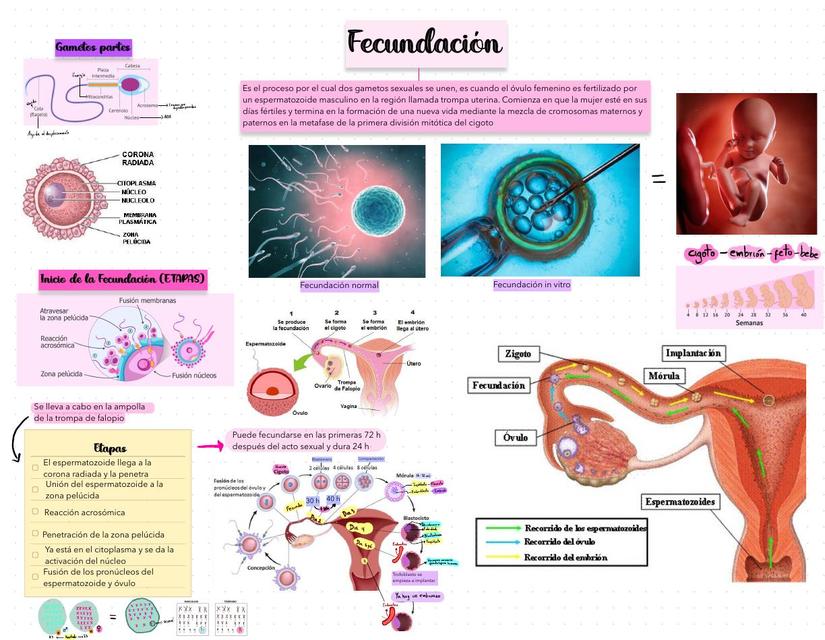 Fecundación y Gametogénesis