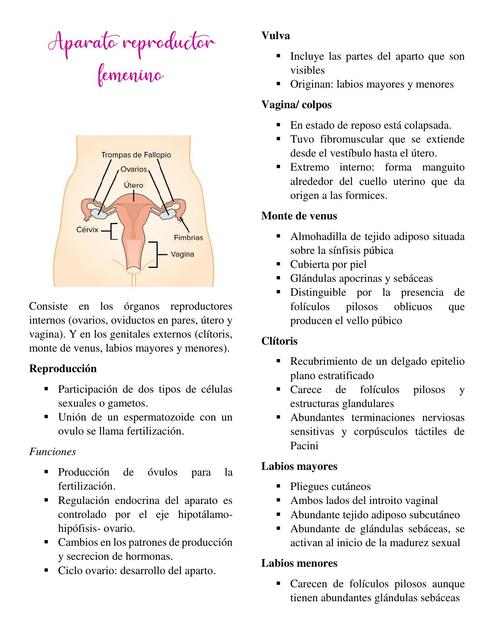 Aparato Reproductor Femenino- Histología