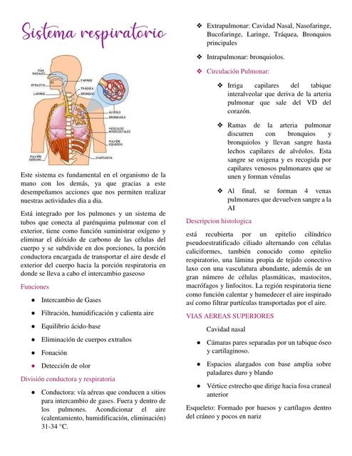 Sistema Respiratorio- Histología