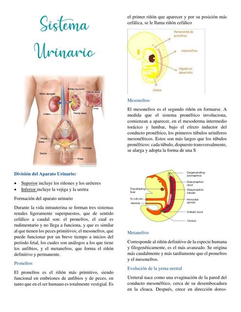 Sistema Urinario- Histología