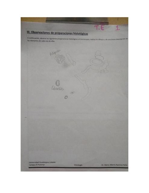 Observación de Preparaciones Histológicas