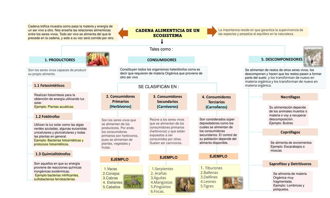 Cadena Alimenticia