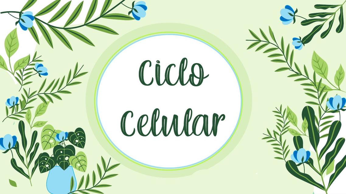 Ciclo Celular