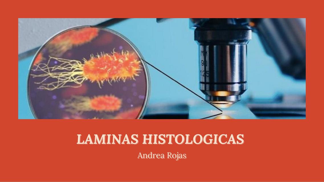 Laminas Histológicas 2