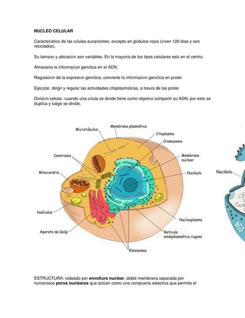 2 Parcial Biología Celular