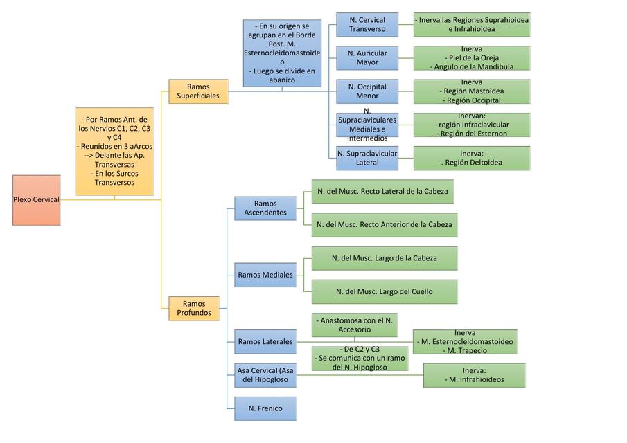Plexo Cervical