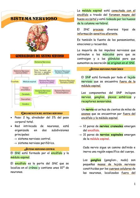 Sistema Nervioso