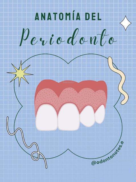 Anatomía del Periodonto