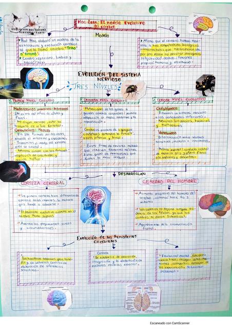 Evolución de las Funciones del Cerebro