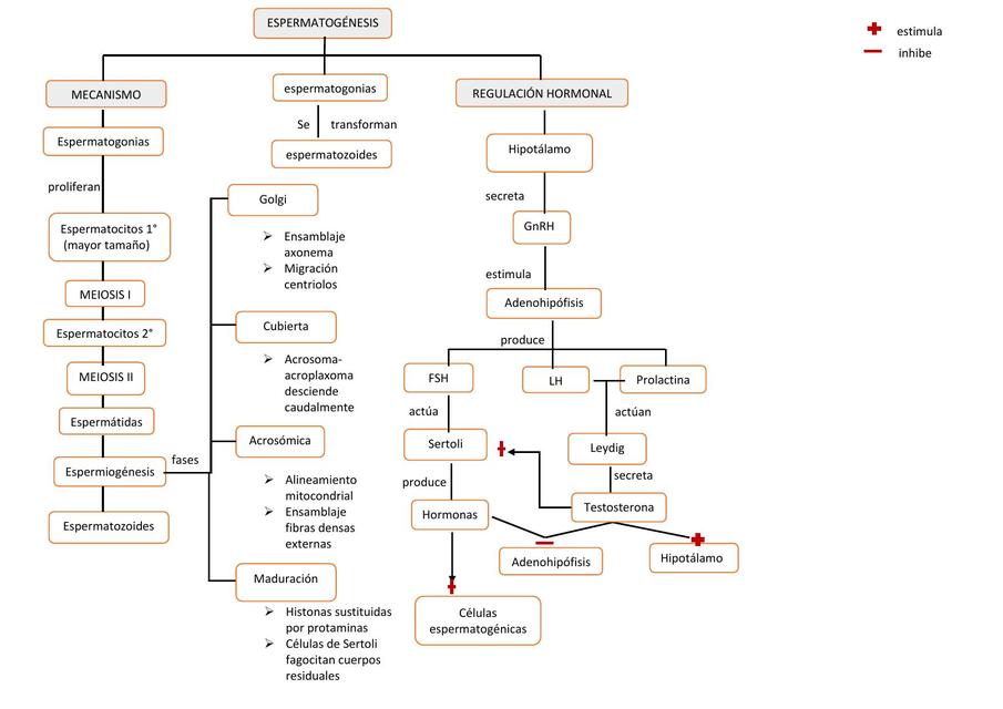 Espermatogénesis, Ovogénesis, Fecundación