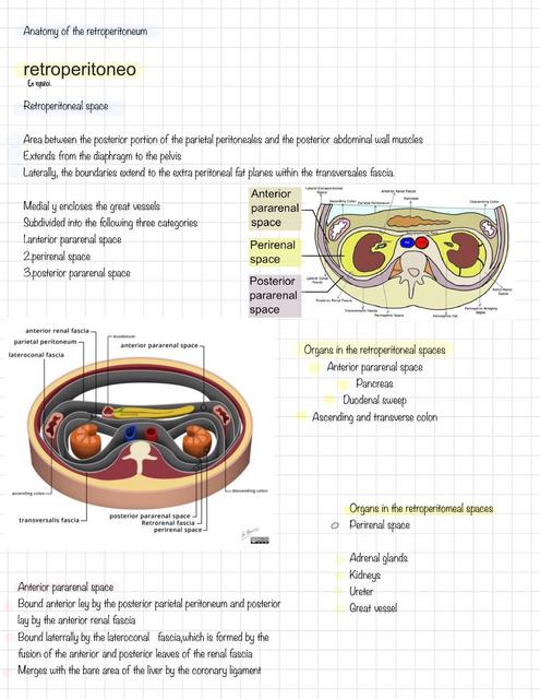 Retroperitoneo 
