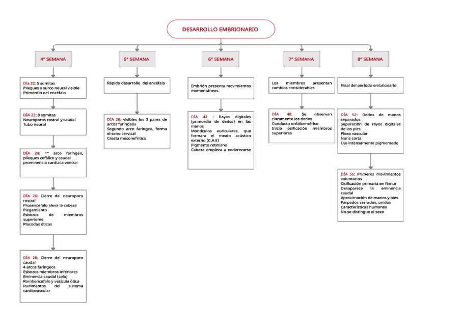 Desarrollo Embrionario