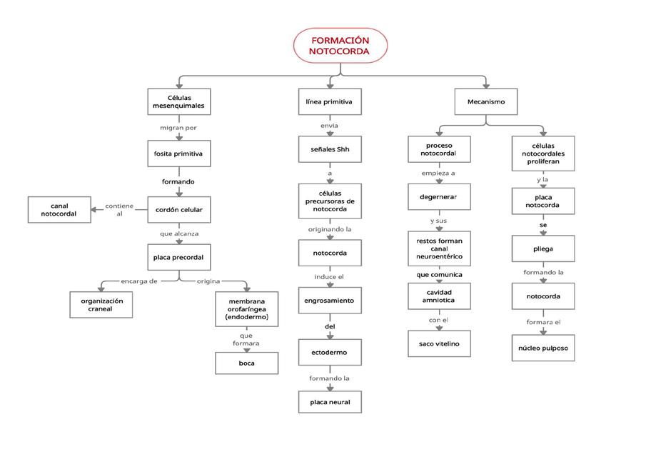 Formación Notocordal