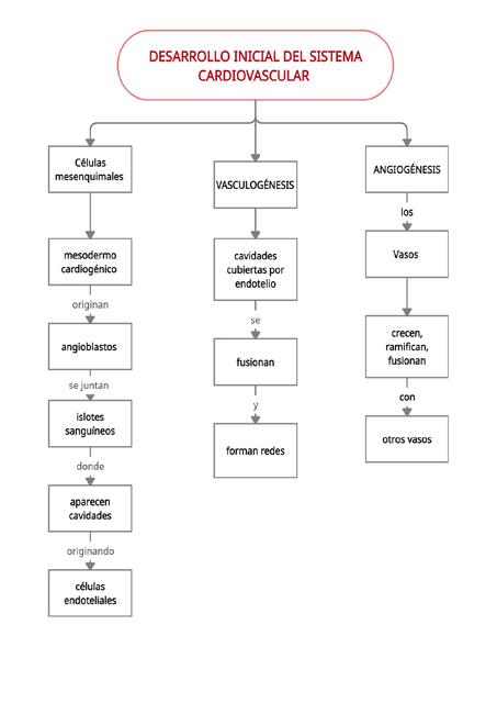 Desarrollo Inicial de Cardiovascular