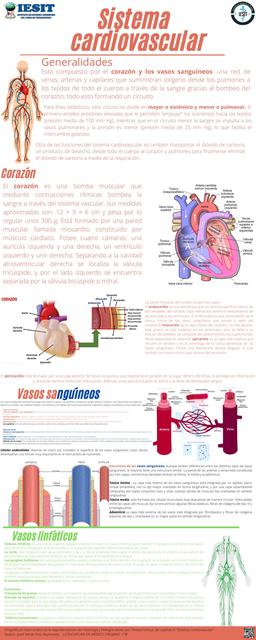 Sistema Cardiovascular