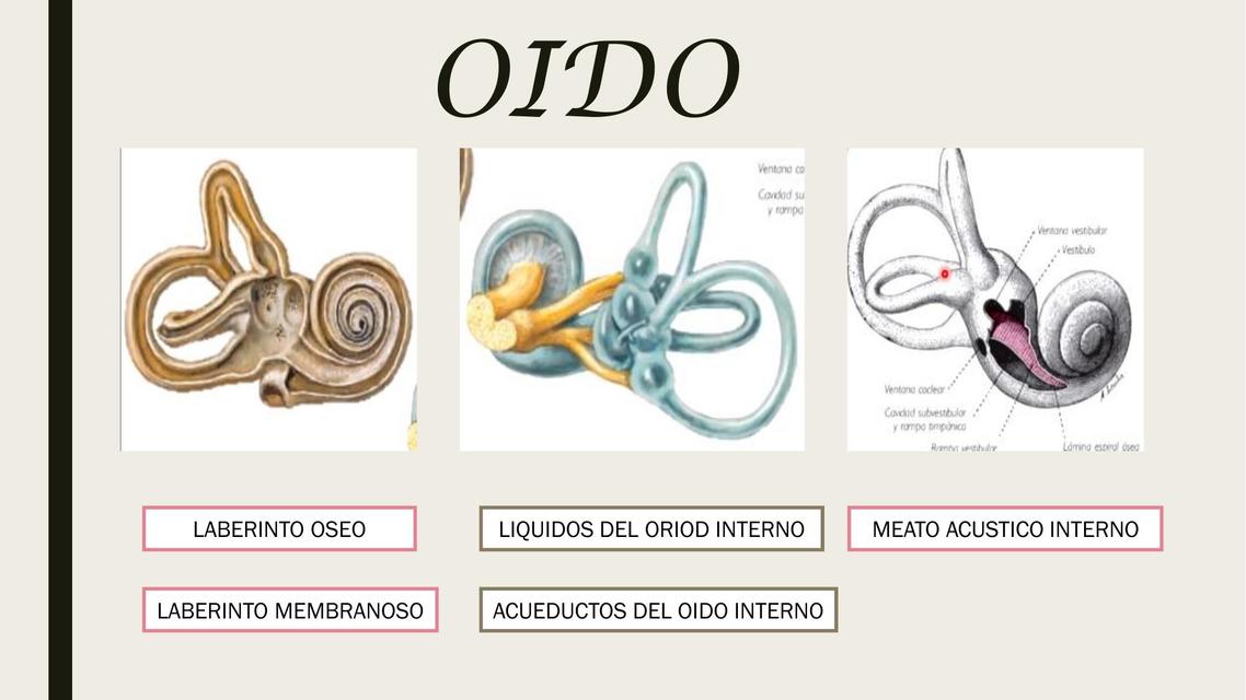 Anatomía del Oído