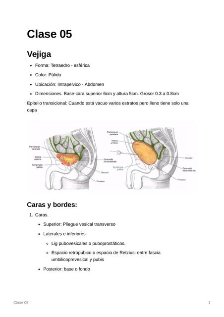 Vejiga y Uretra