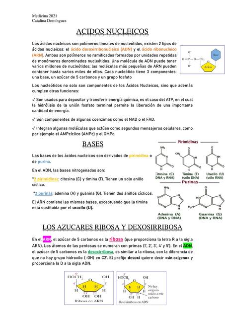 Ácidos Nucleicos 