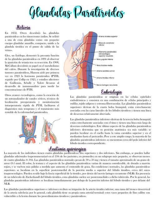 Glándulas Paratiroides