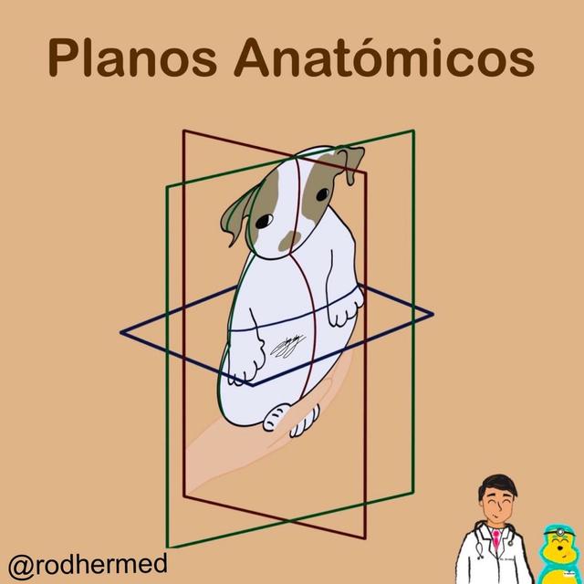 Planos Anatómicos