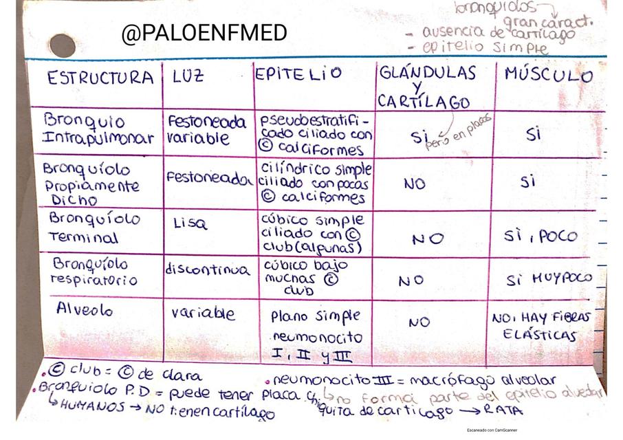 histología fichas 3 (Tubo digestivo)