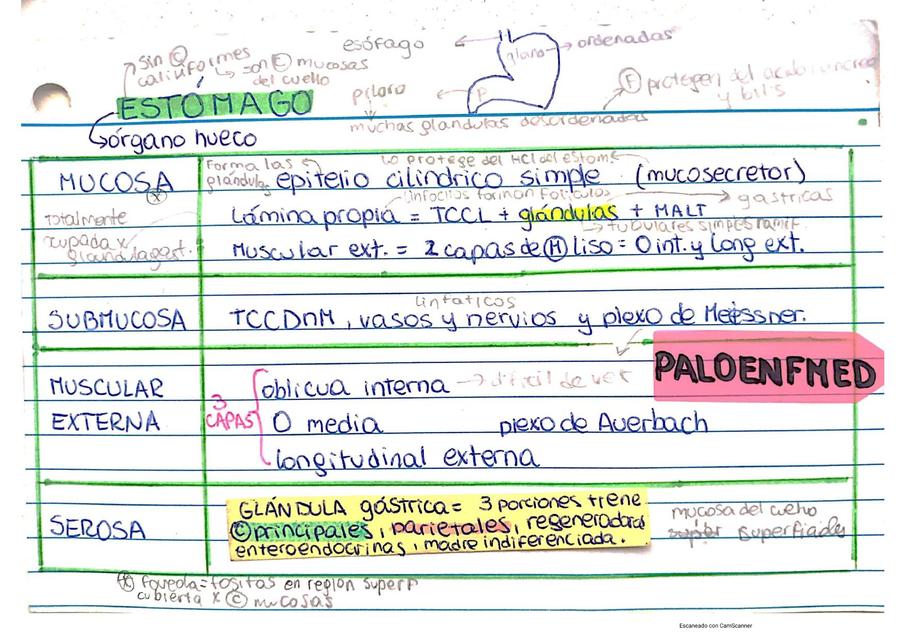 histología fichas 4 (Estómago)