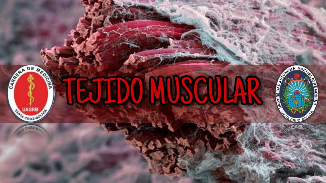 Tejido Muscular