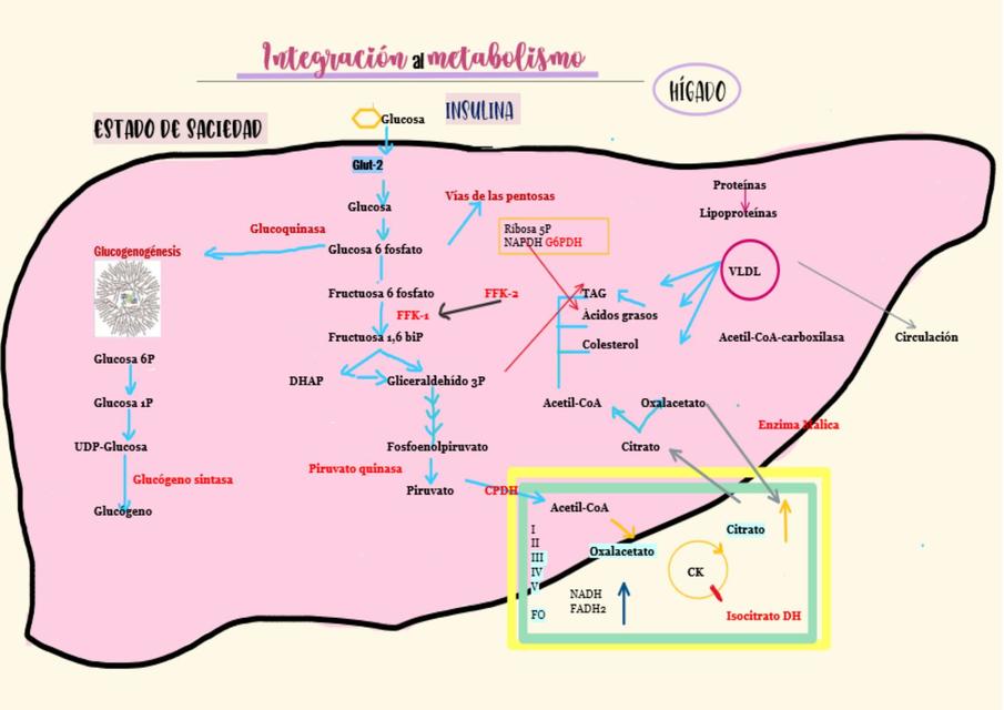 Integración al Metabolismo - Estado de Saciedad