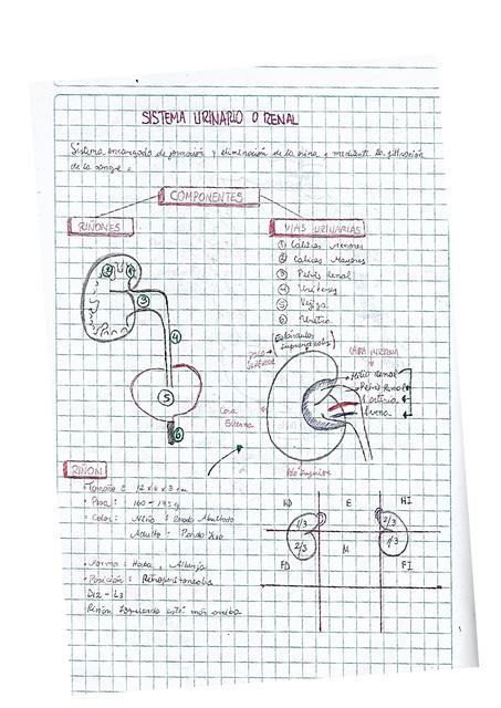 Apuntes Sistema Urinario o Renal