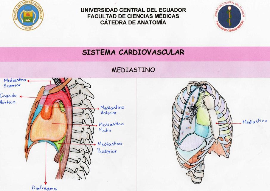 Sistema Cardiovascular