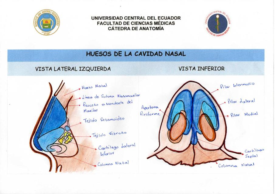 Sistema Respiratorio