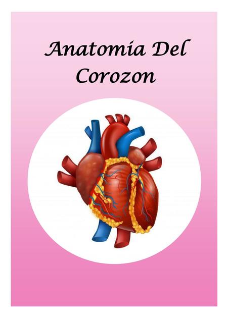 Anatomía del corazón 