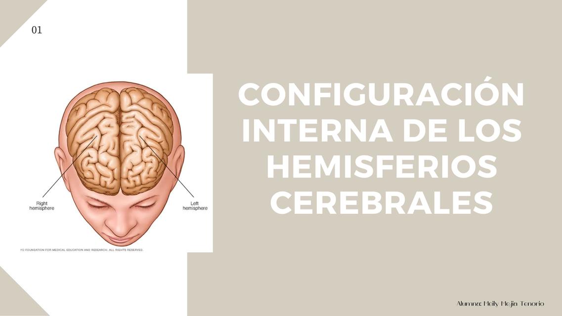 Configuración interna de los hemisferios cerebrales