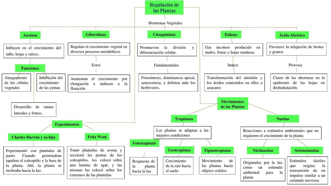 Mapa conceptual Regulación de las plantas | uDocz