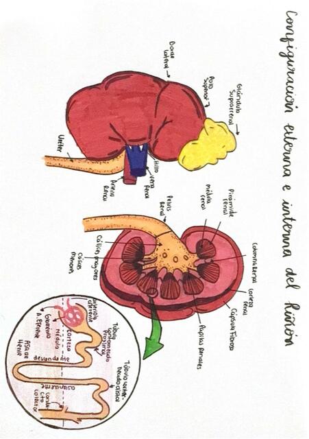 Anatomía del Riñón