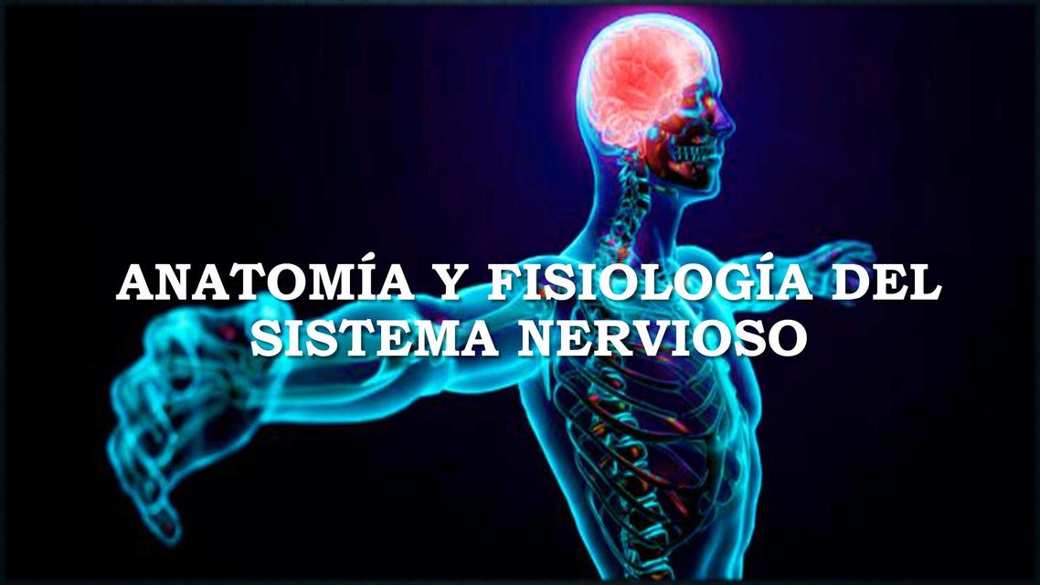 Diapositivas del Sistema Nervioso