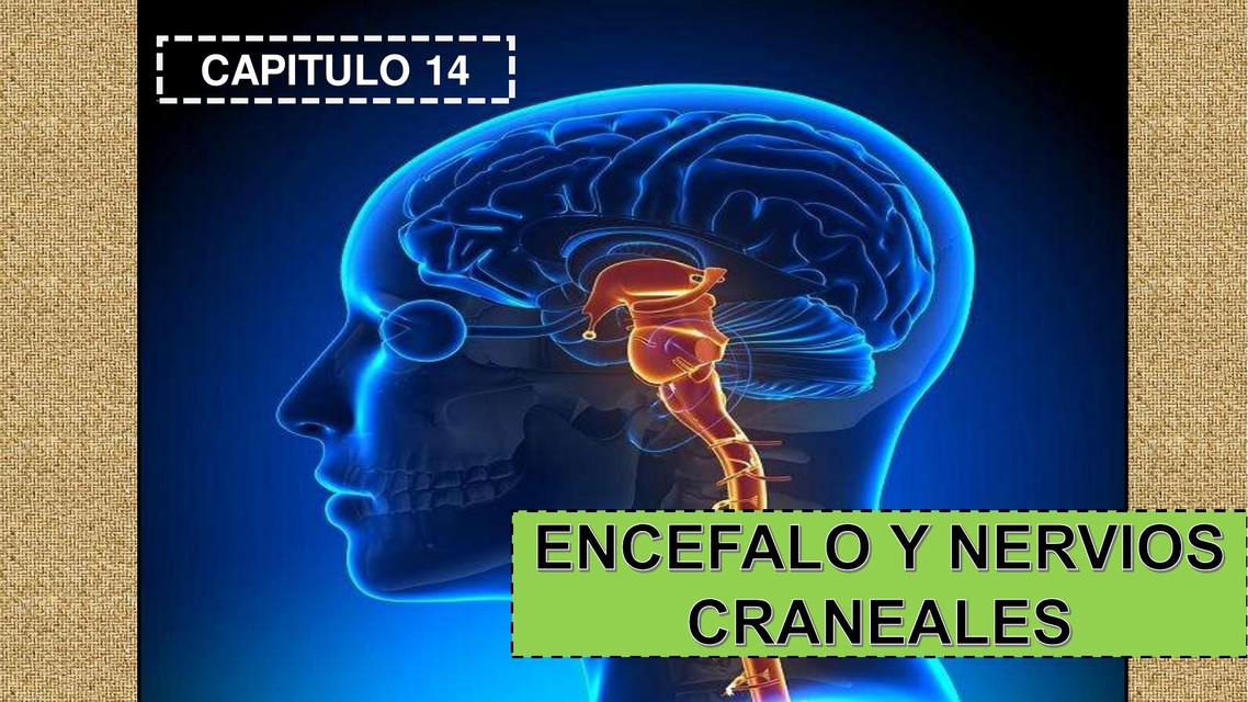 Encéfalo y Nervios Craneales 