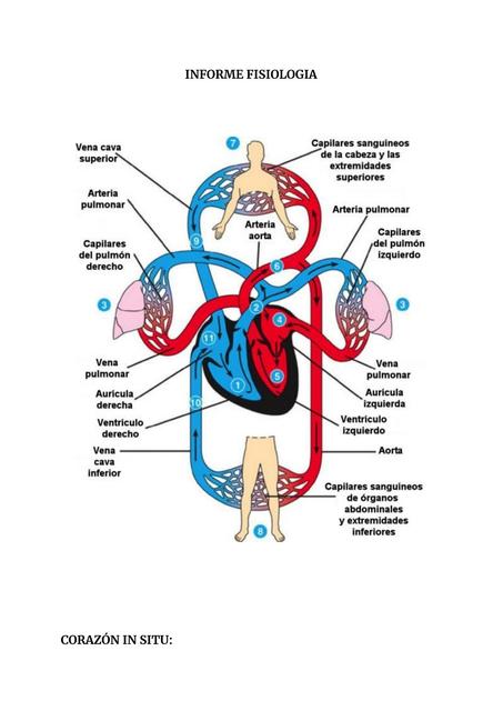 Informe Fisiología
