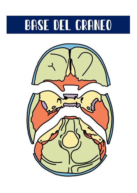 Base del Cráneo 