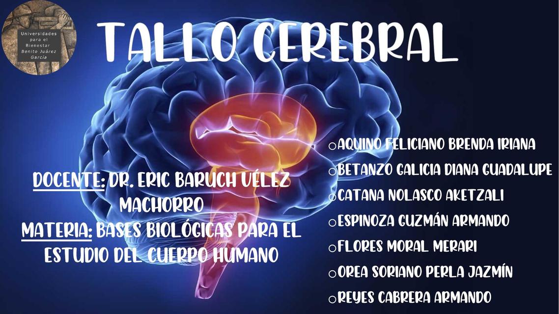 Tallo Cerebral