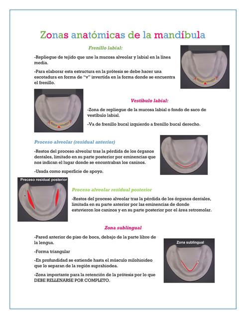 Zonas Anatómicas de la Mandíbula 