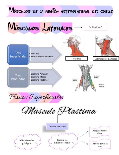 Músculos del Cuello