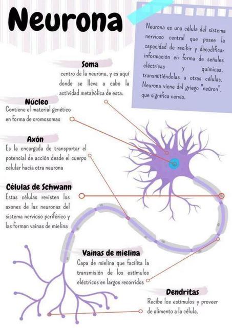 Neurona