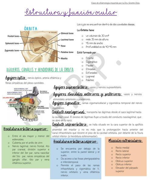 Estructura y función ocular