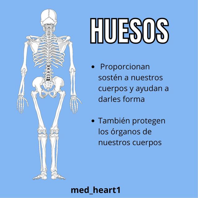 Hueso, Músculo y Articulación